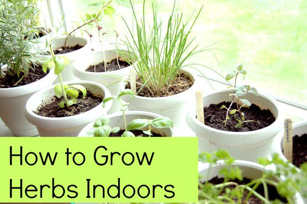 How to Grow Herbs Indoors: 5 Tips