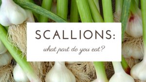 scallion